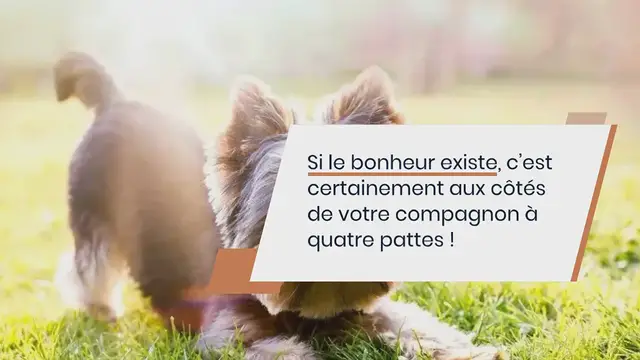 Video thumbnail for 30 races de chiens