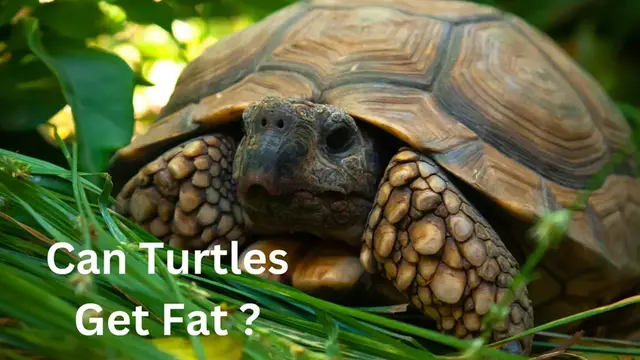 'Video thumbnail for Can Turtles Get Fat'