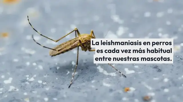 Video thumbnail for Leishmaniasis en Perros: Causas, Síntomas, Tratamiento y Prevención