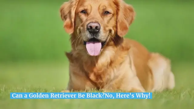 Video thumbnail for Can a Golden Retriever Be Black? No, Here’s Why!