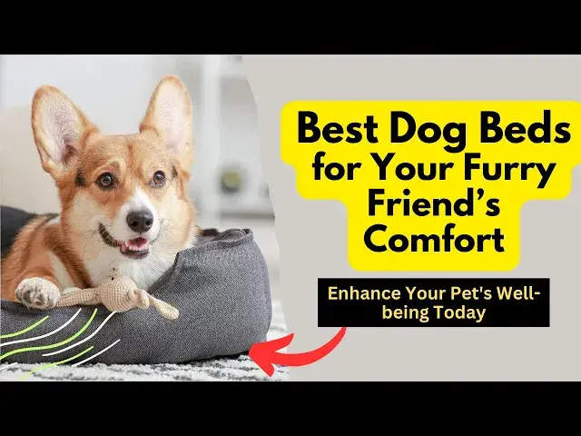 Video thumbnail for Best Dog Beds for Your Furry Friend’s Comfort: Revolutionize Your Dog's Sleep