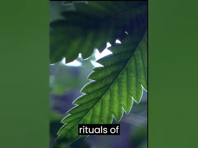 Video thumbnail for The Ancient Roots of Cannabis: A Journey Through Time. #cbdgummies #hempproducts #cbdproducts