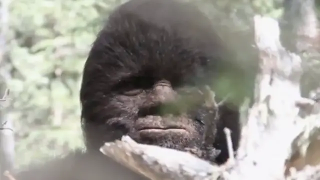 'Video thumbnail for The Bizarre True Story Of Bigfoot'