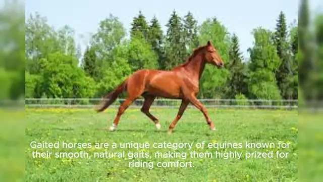 Video thumbnail for Gaited Horse