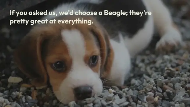 Video thumbnail for 25 Beagle Colors (With Pictures!)
