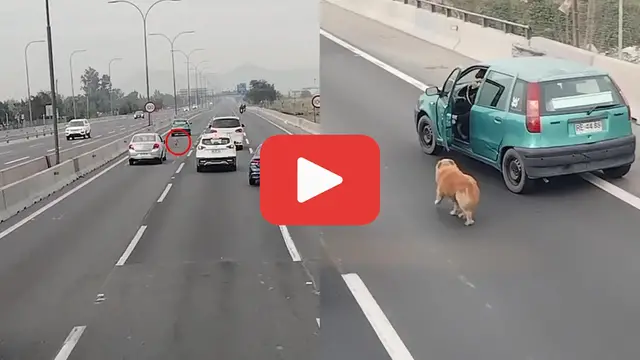 Video thumbnail for A Desperate Dog and Fearless Drivers—A Rescue Against the Odds