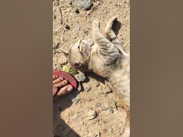 Video thumbnail for My Cat on Morning Sun bathing