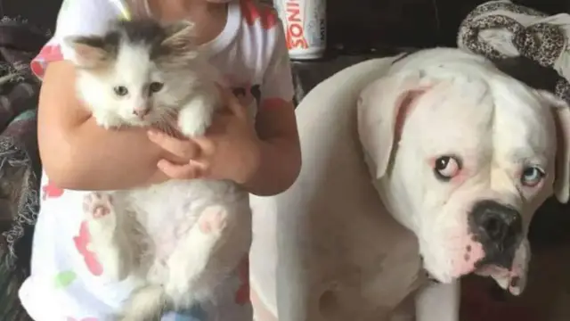 Video thumbnail for FUNNY DOGS will make you smile all day! 😊