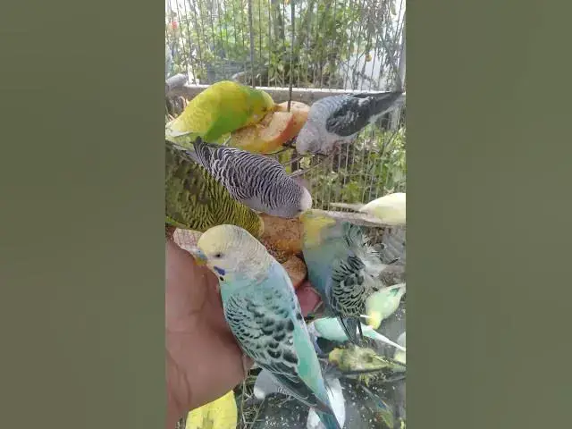 Video thumbnail for 🛍️日本で見つけた注目インコグッズ🐦✨ #おすすめ 🛍️