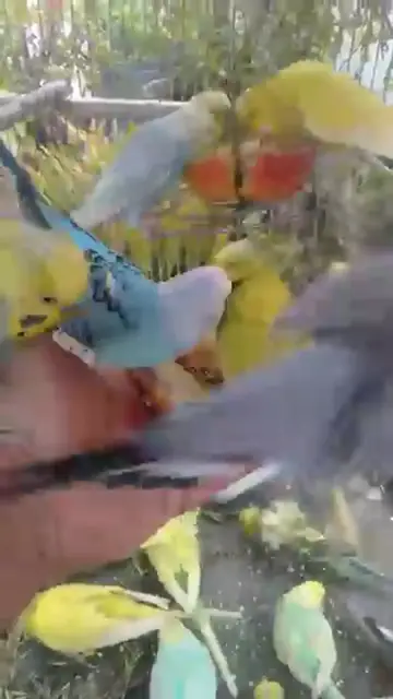 Video thumbnail for 🛍️日本で見つけた便利インコグッズ🐦✨ #おすすめ 🛍️