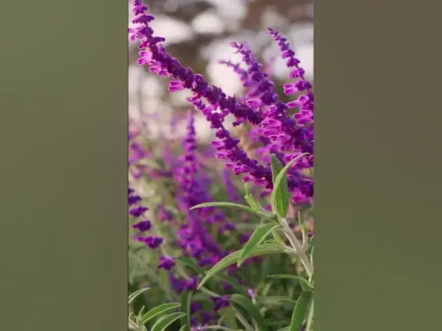 'Video thumbnail for Colorful Summer Flowers That Beat the Heat'