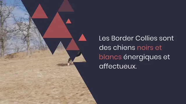 Video thumbnail for Les 20 couleurs de robe du Border Collie (avec des photos !)