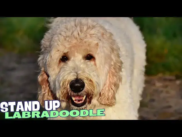 Video thumbnail for 5 Things You Need To Know BEFORE Getting a Labradoodle 🐾