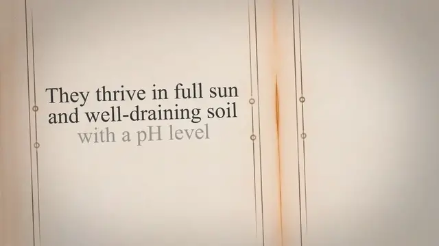 'Video thumbnail for How To Grow Juliet Tomatoes'