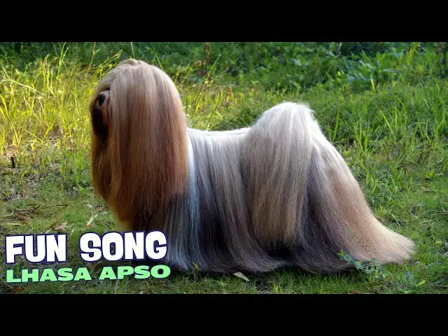 Video thumbnail for 🎶🐾 Lhasa Apso Giggles/ Fun Song about Lhasa Apso🐾🎶