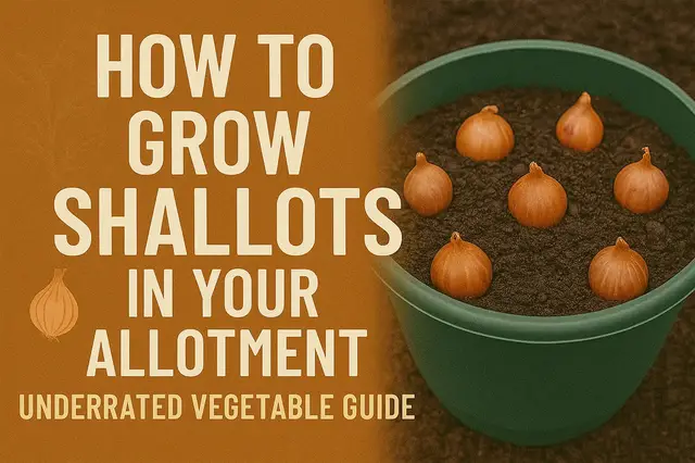 'Video thumbnail for 🎥 ✅ How to Grow Shallots in Your Allotment 🧅🌿 | Underrated Vegetable Growing Guide'