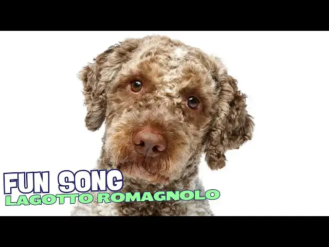 Video thumbnail for 🎶🐶 Lagotto Romagnolo Caper/Fun Song about Lagotto Romagnolo🎶🐾