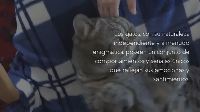 Video thumbnail for 5 signos de que tu gato está realmente feliz de verte