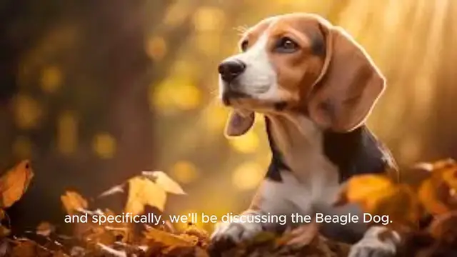 Video thumbnail for Beagle