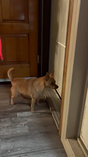 Video thumbnail for Prancer feeling tough