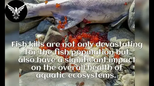 Video thumbnail for The Importance of Protecting Our Aquatic Ecosystems Understanding Fish Kills