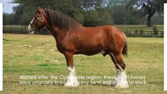 Video thumbnail for Clydesdale Horse