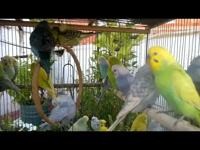 Video thumbnail for Meet the Gorgeous Mutations Rare Budgie Colors You’ll Love! 💖💛