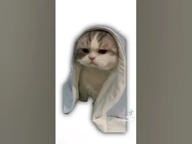 'Video thumbnail for dépression expliqué par les chats bonne vidéo a tous'