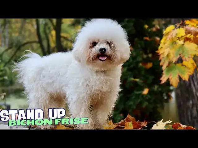 Video thumbnail for 7 Things You Need to Know BEFORE Getting a Bichon Frise! ✨