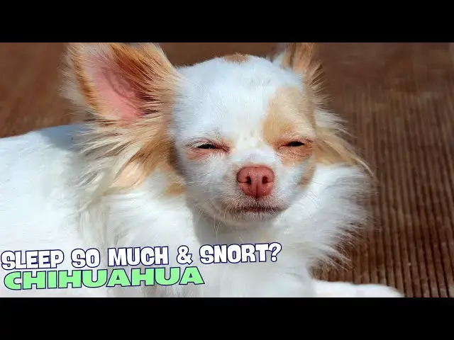 Video thumbnail for 🐾 Why Do Chihuahuas Sleep So Much Under Covers and Snort? 🛏️🐶