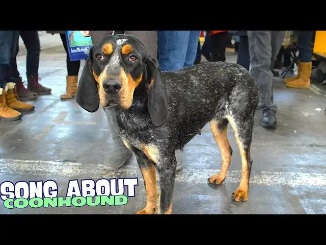Video thumbnail for Coonhound Chaos (Song about Coonhounds) 🎶