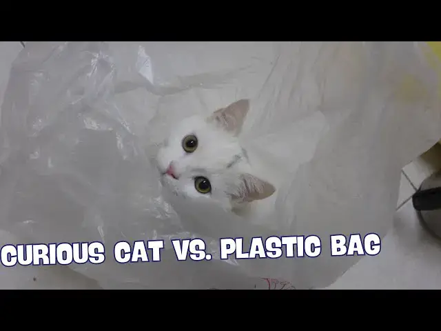 Video thumbnail for A Curious Cat and a Plastic Bag: An Adorable Encounter! 🛍️