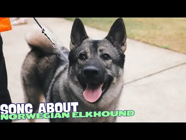 Video thumbnail for 🎶 The Elkhound's Saga: A Tail of Adventure! 🐾