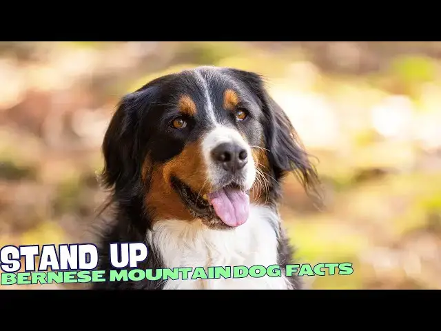 Video thumbnail for 10 Fascinating Facts About Bernese Mountain Dogs 🏔️