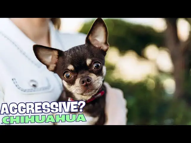 Video thumbnail for 🐕 Why Are Chihuahuas Aggressive? 🤔