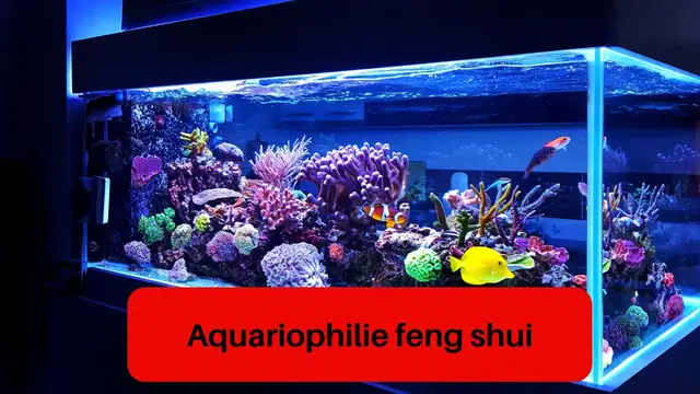 Video thumbnail for Aquariophilie feng shui