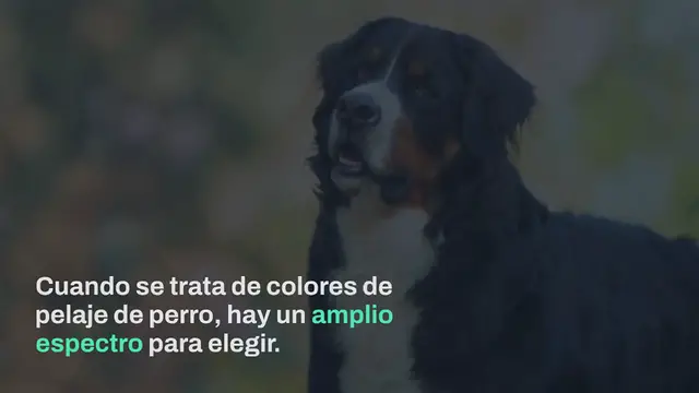 Video thumbnail for 15 perros negros, marrones y blancos (¡con fotos!)