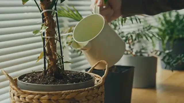 'Video thumbnail for Tips for Preparing for an Open House'