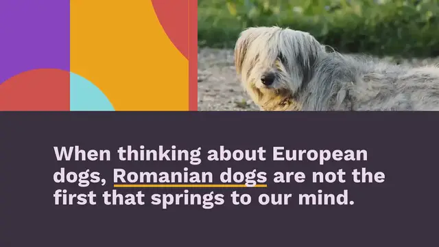 Video thumbnail for 4 Romanian Dog Breeds (With Pictures!)