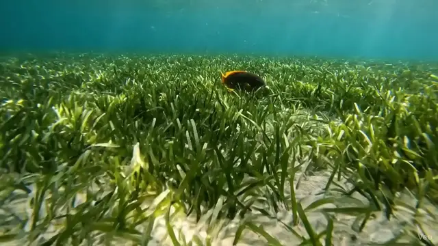 Video thumbnail for Seagrass: Ocean's Unsung Superhero