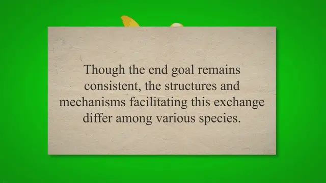 Video thumbnail for Structure and Function of Respiratory Organs in Humans Insects and Birds