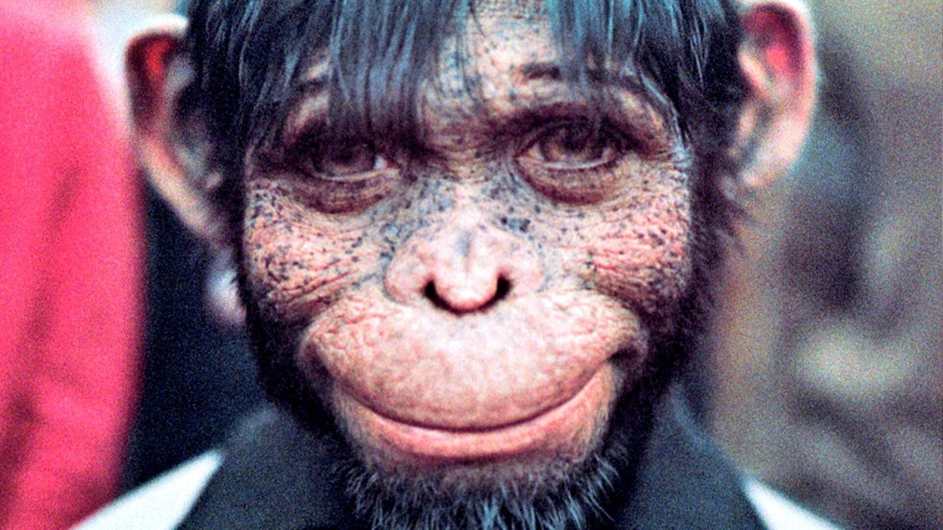 Video thumbnail for Movies With High Rotten Tomatoes Scores That Bombed At The Box Office