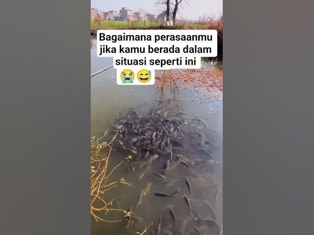 Video thumbnail for ges rekomendasi umpan jitu dong #mancingliar #fishing #tilapia