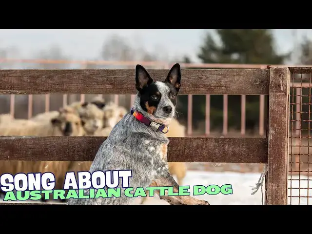 Video thumbnail for The Aussie Herding Blues🎶