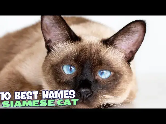 Video thumbnail for 10 Best Names for Siamese Cats 😻
