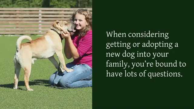 Video thumbnail for Male vs Female dogs: what are the differences?