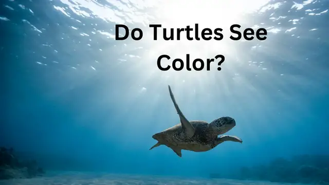 'Video thumbnail for Do Turtles See Color'