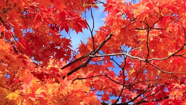 Video thumbnail for Fall equinox spiritual meaning: video blog