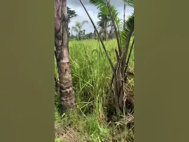 Video thumbnail for View of the farm, video 3 of 3 - Monrovia, Liberia