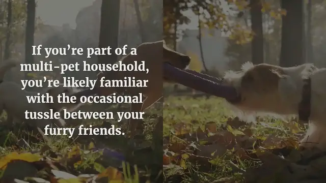 Video thumbnail for How to Tell if Your Pets are Playing or Fighting